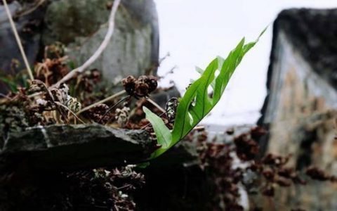 山村里，一古稀老人的诗意人生