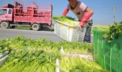 蔬菜配送司机一趟300是真的吗 ?