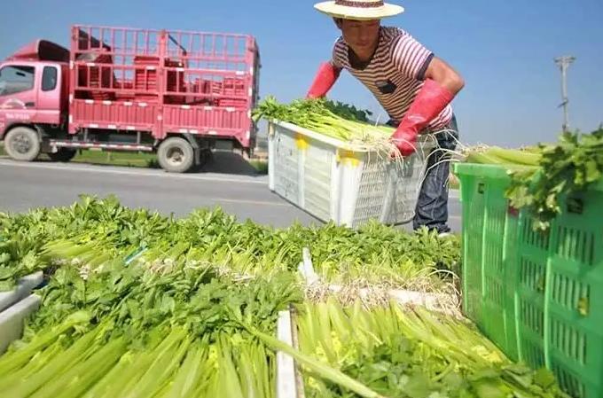 蔬菜配送司机一趟300是真的吗 ?